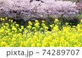Sakura Fubuki: Petals with falling cherry blossoms 74289707
