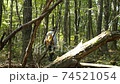 Mountain walking, thickets, mountain climbing, edible wild plants 74521054