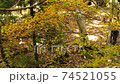 Mountain walking, mountain climbing of autumn leaves 74521055