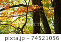 Yamamomiji autumn leaves 74521056