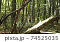 Mountain walk thickets forest 74525035
