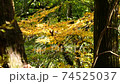 Autumn leaves mountain climbing 74525037