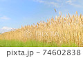 Wheat field fluttering in the wind 74602838