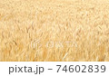Wheat field fluttering in the wind 74602839