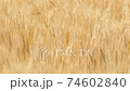 Wheat field fluttering in the wind 74602840