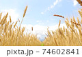 Wheat field fluttering in the wind 74602841