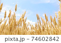 Wheat field fluttering in the wind 74602842