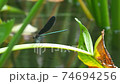 Damselfly flying around the pond 74694256