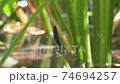 Damselfly flying around the pond 74694257