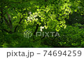 Autumn leaves swaying in the wind 74694259