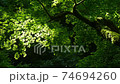 Autumn leaves swaying in the wind 74694260