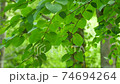 Leaves swaying in the wind 74694264