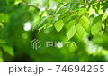 Leaves swaying in the wind 74694265