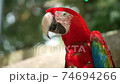 Red parrot during a meal 74694266