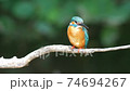 Kingfisher receiving light from the surface of the water 74694267