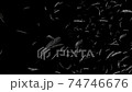 羽毛 74746676