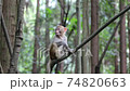 武陵源に住む可愛い猿 74820663