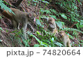 武陵源に住む可愛い猿 74820664