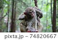 武陵源に住む可愛い猿 74820667