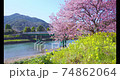 みなみの桜と菜の花まつり 74862064