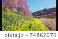 みなみの桜と菜の花まつり 74862070