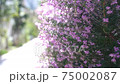 鮮花和風在風中搖曳 75002087
