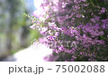 鮮花和風在風中搖曳 75002088