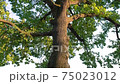 A large green oak tree, leaves swaying in the wind. the camera moves from bottom to top 75023012