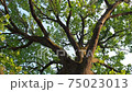 A large green oak tree, leaves swaying in the wind. the camera moves from bottom to top 75023013