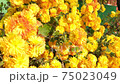 beautiful yellow and orange flowers, chrysanthemums in the autumn sun. 75023049