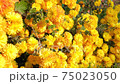 beautiful yellow and orange flowers, chrysanthemums in the autumn sun. 75023050