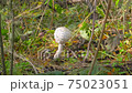 mushroom champignons in the autumn forest 75023051