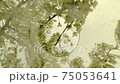 Sparkling white wine being poured into glass. Slow motion. 75053641