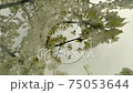 Sparkling white wine being poured into glass. Slow motion. 75053644