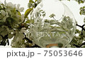 Sparkling white wine being poured into glass. Slow motion. 75053646