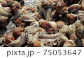 Lots of snails crawling. Time lapse movie.  75053647