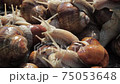 Lots of snails crawling.  75053648