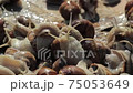 Lots of snails crawling. Time lapse movie.  75053649