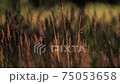 Meadow grass in the evening sun  75053658