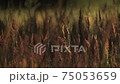 Meadow grass in the evening sun  75053659