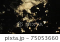 Dark leaves with Sun Flare 75053660