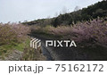 東大山の川津桜並木 75162172