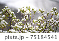 冬の景色　風に揺られる木の葉に積もる雪 75184541