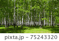 Birch grove on a sunny summer day, camera movement from right to left 75243320