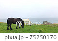 Kandachime eating grass 75250170