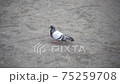 Pigeon walking take off (slow motion) 75259708