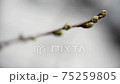 Cherry blossom buds (slow motion) 75259805