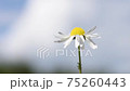 White daisy chamomile flower sways in wind. 75260443