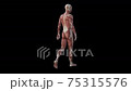 3d animation of muscle 75315576
