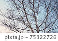 Birch trees swaying in the wind before dusk in winter 75322726